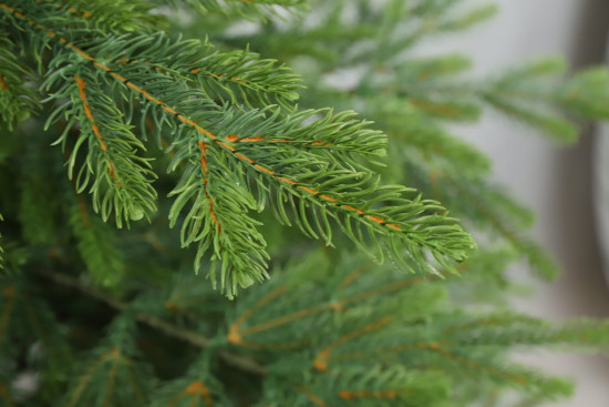 Mű karácsonyfa Lucfenyő Natura EXCLUSIVE 250 cm