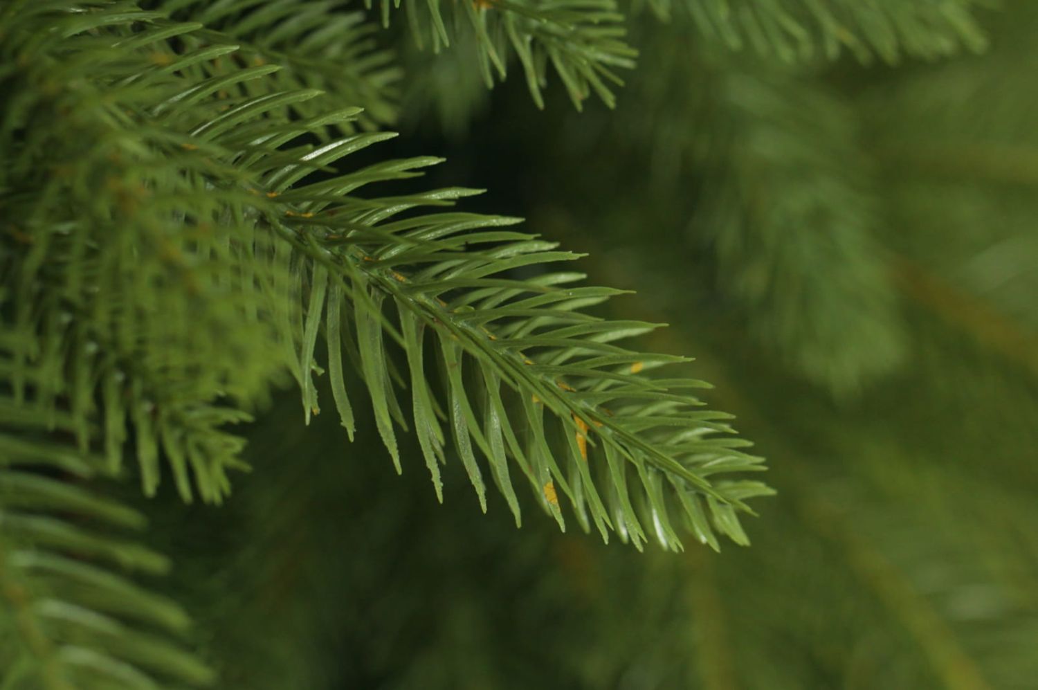 Műfa Természetes lucfenyő ROYAL 150 cm